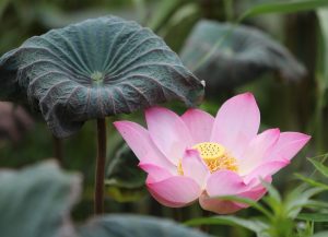 Should I Lotus App Download: Step-by-Step Guide for India (2026)