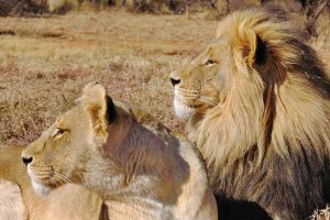 Free King of Satta App Download: Step-by-Step Guide for India (2026)