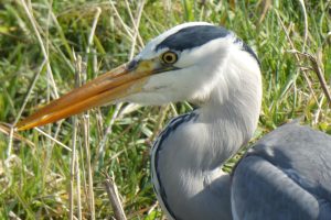 Why World Cup Cricket Betting Review 2026: Bonus, App, Withdrawal Tested