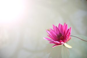 Complete Lotus365 Review India Review 2027: Bonus, App, Withdrawal Tested